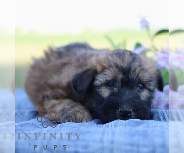 Medium Photo #6 Soft Coated Wheaten Terrier Puppy For Sale in LITITZ, PA, USA