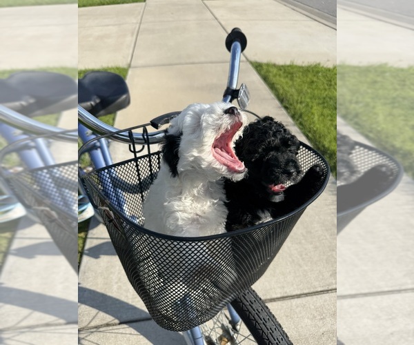 Medium Photo #5 Miniature Bernedoodle Puppy For Sale in AUBURNDALE, FL, USA