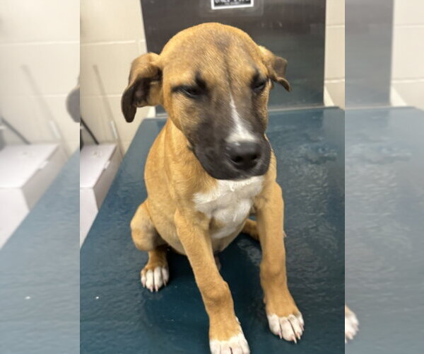 Medium Photo #1 Pointer-Unknown Mix Puppy For Sale in Mobile, AL, USA