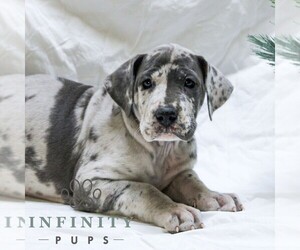 Great Dane Puppy for sale in LITITZ, PA, USA