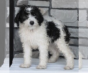 Poodle (Miniature)-Sheepadoodle Mix Puppy for sale in FREDERICKSBURG, OH, USA