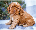 Puppy 4 Cocker Spaniel