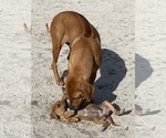 Small Photo #90 Rhodesian Ridgeback Puppy For Sale in MORONGO VALLEY, CA, USA