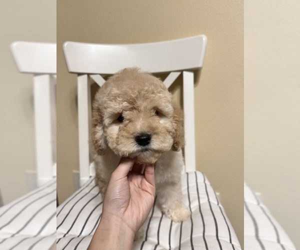 Medium Photo #4 Cockapoo (Miniature) Puppy For Sale in BUCKLEY, WA, USA