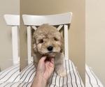Small #3 Cockapoo (Miniature)