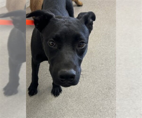Medium Photo #1 Labrador Retriever-Unknown Mix Puppy For Sale in San Bernardino, CA, USA