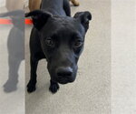 Small Labrador Retriever Mix
