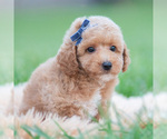 Small Photo #36 Maltipoo (Miniature) Puppy For Sale in WARSAW, IN, USA