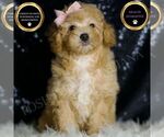 Small Photo #106 Poodle (Toy) Puppy For Sale in WARSAW, IN, USA