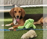 Small Beagle