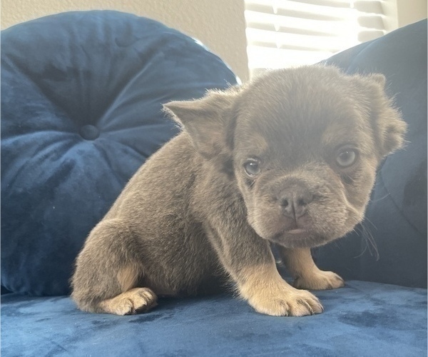 Medium Photo #22 French Bulldog Puppy For Sale in TUCSON, AZ, USA