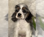 Small #1 Cocker Spaniel