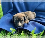 Small Photo #16 Catahoula Leopard Dog-Unknown Mix Puppy For Sale in YELLVILLE, AR, USA