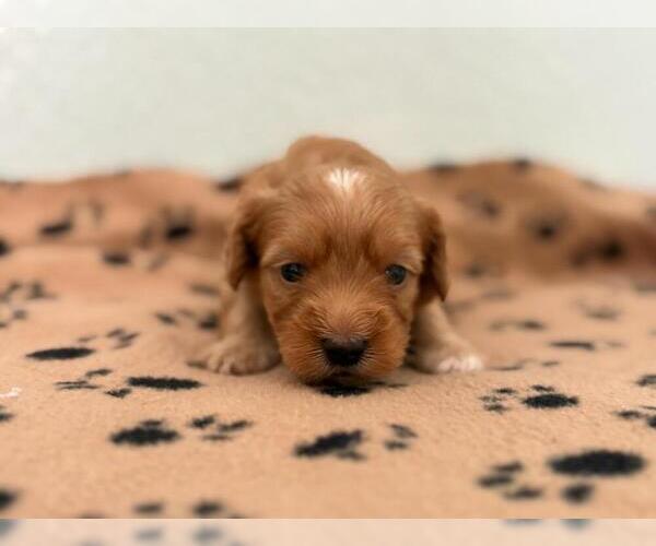 Medium Photo #2 Maltipoo Puppy For Sale in TUCSON, AZ, USA