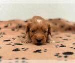 Small #1 Maltipoo