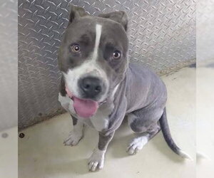 Mutt Dogs for adoption in Rustburg, VA, USA