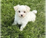 Small #9 Maltese