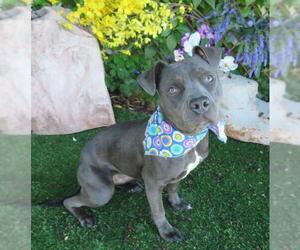 American Pit Bull Terrier-Unknown Mix Dogs for adoption in Oklahoma City, OK, USA