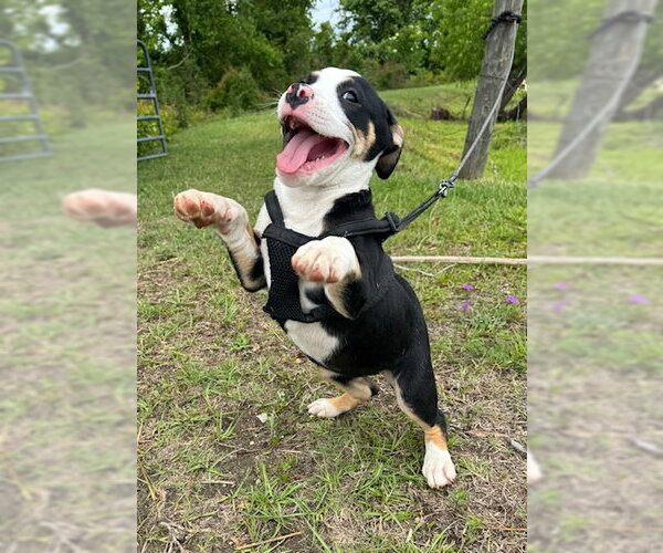 Medium Photo #2 Bulldog-Unknown Mix Puppy For Sale in Tarrytown, GA, USA