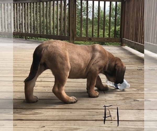 Medium Photo #8 Mastiff Puppy For Sale in APOLLO, PA, USA