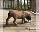 Small Photo #8 Mastiff Puppy For Sale in APOLLO, PA, USA