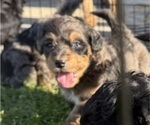 Small #7 Aussie-Poo-Bernedoodle Mix