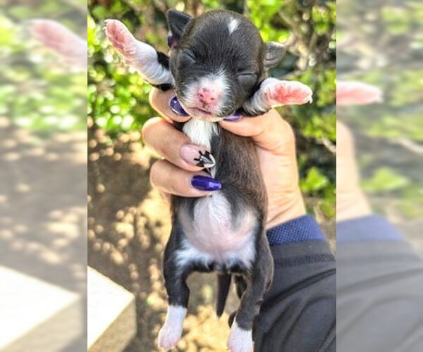 Medium Photo #1 Rat Terrier-Unknown Mix Puppy For Sale in Houston, TX, USA