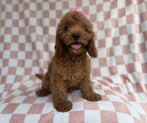 Cavapoo (Miniature) Puppy for sale in LAKELAND, FL, USA