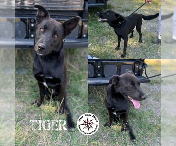 Medium Photo #1 Labrador Retriever-Unknown Mix Puppy For Sale in Princeton, British Columbia, Canada