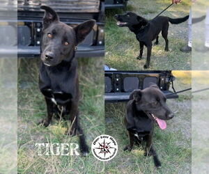 Labrador Retriever-Unknown Mix Dogs for adoption in Princeton, British Columbia, Canada