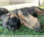 Small #8 German Shepherd Dog