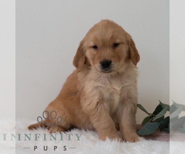 Medium Photo #5 Golden Retriever Puppy For Sale in NEWPORT, PA, USA