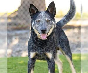 Mutt Dogs for adoption in Camarillo, CA, USA