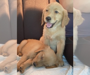 Golden Retriever Puppy for sale in SACRAMENTO, CA, USA