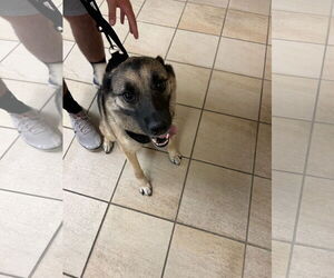 Norwegian Elkhound-Unknown Mix Dogs for adoption in Virginia Beach, VA, USA