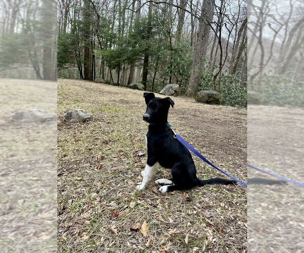 Medium Photo #3 Mutt Puppy For Sale in Candler, NC, USA