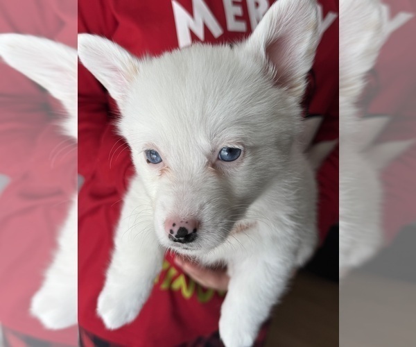 Medium Photo #2 Pembroke Welsh Corgi Puppy For Sale in PHILADELPHIA, PA, USA