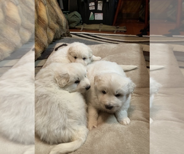 Medium Photo #5 German Shepherd Dog-Great Pyrenees Mix Puppy For Sale in MITCHELL, IN, USA