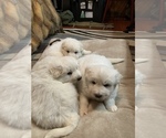 Small Photo #5 German Shepherd Dog-Great Pyrenees Mix Puppy For Sale in MITCHELL, IN, USA