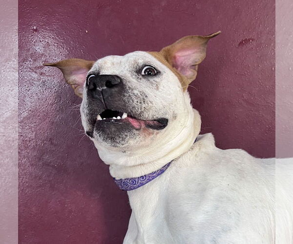 Medium Photo #6 Mutt Puppy For Sale in Webster, WI, USA