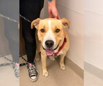 Small Labrador Retriever Mix
