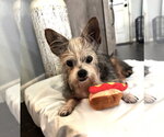 Small Mutt