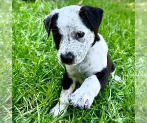 Fiji Pup - Lovo - Female Colonial Cocker Spaniel-Unknown Mix Dog for Adoption - Photo #2
