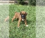 Small Photo #2 Boxer Puppy For Sale in WAUCHULA, FL, USA