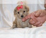 Small #7 Poodle (Toy)