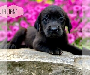 Golden Labrador Puppy for sale in DRY RUN, PA, USA