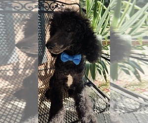 Poodle (Standard) Puppy for sale in WRAY, GA, USA