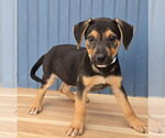 Small #7 Border Collie Mix