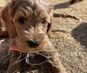 Goldendoodle (Miniature) Puppy for sale in RIVERTON, WY, USA