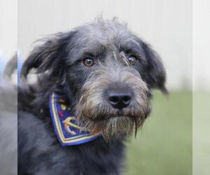 Mutt Dogs for adoption in San Antonio, TX, USA